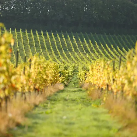 Denbies Vineyard Hotel-2