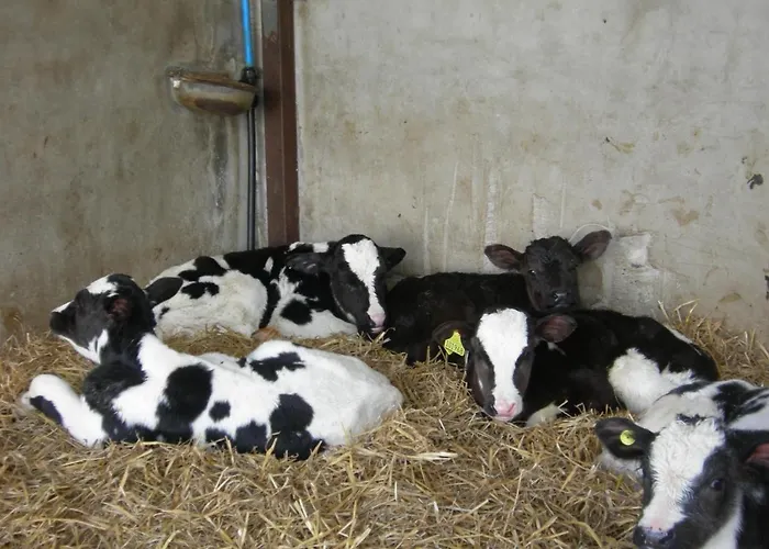 Alltyfyrddin Farm Guest House At The Merlin'S Hill Centre Carmarthen